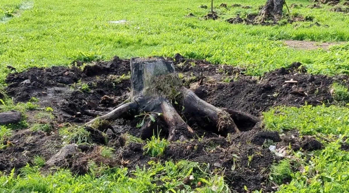 пень на участке