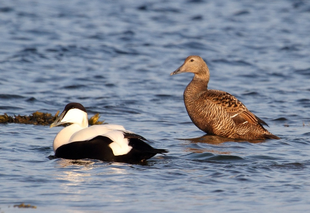 Гаг обыкновенный