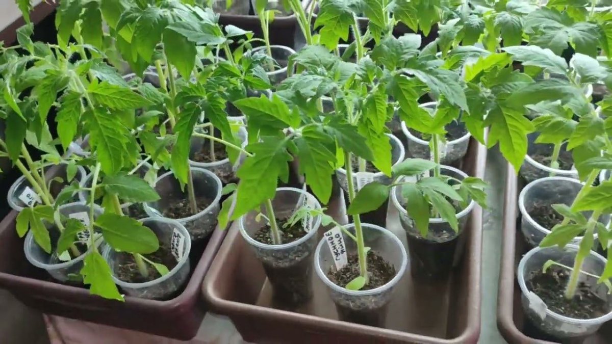 рассада томатов в стаканчиках
