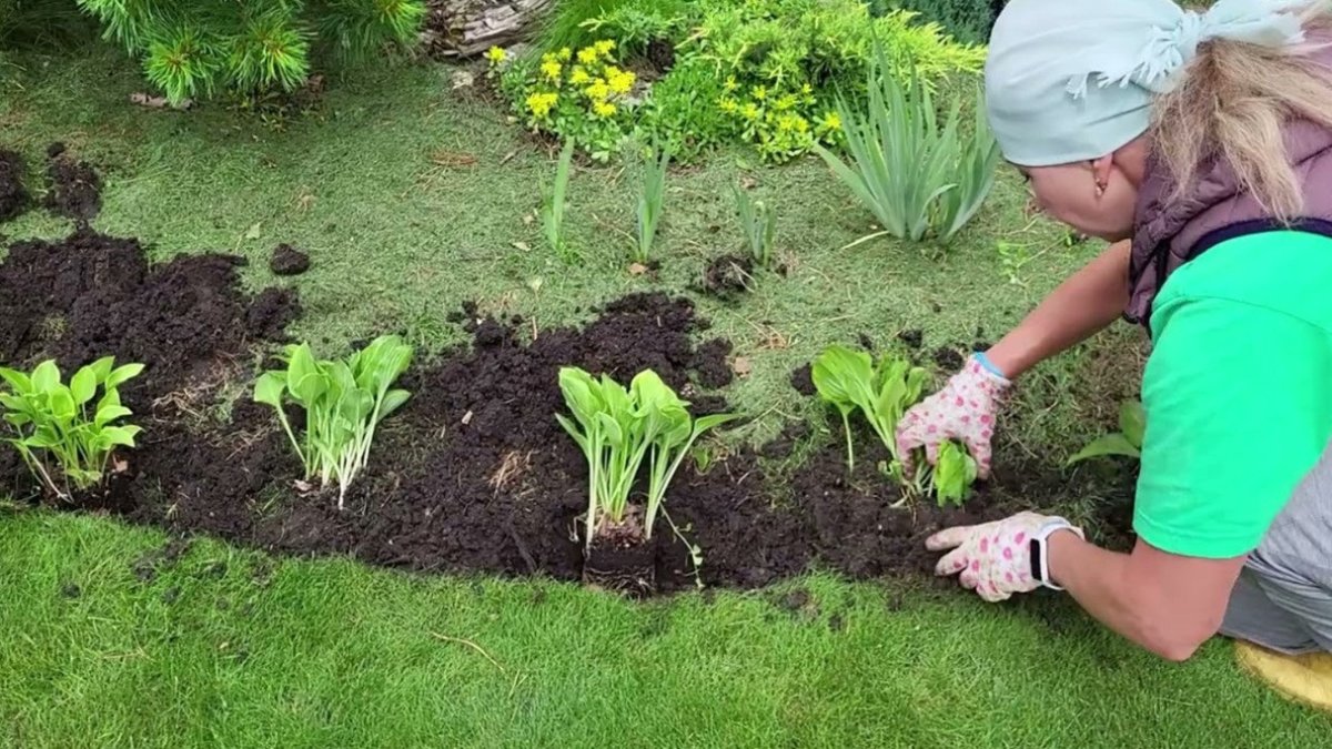 хосты весной на участке