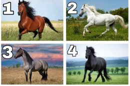 четыре лошади
