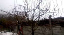 заросшее дерево