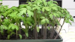 рассада томатов в общем лотке