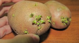 пророщенный картофель