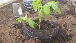 рассада томатов