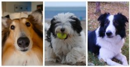 три разные собаки