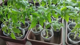 рассада томатов в стаканчиках