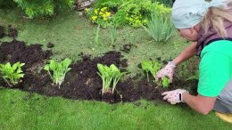 хосты весной на участке