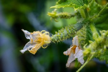 цветущие огурцы