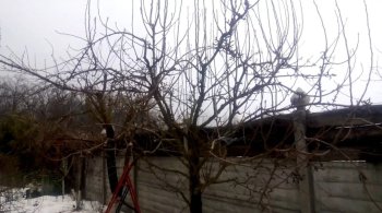 заросшее дерево