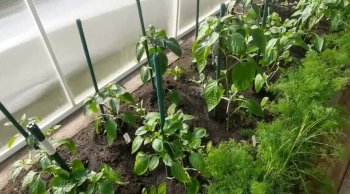 перцы в теплице