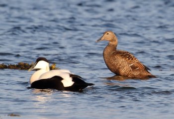 Гаг обыкновенный