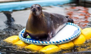 Мурманский океанариум