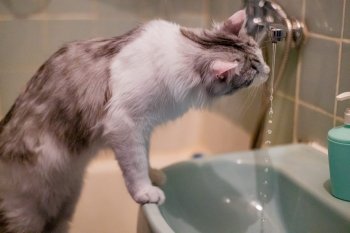 Кот пьёт воду из крана