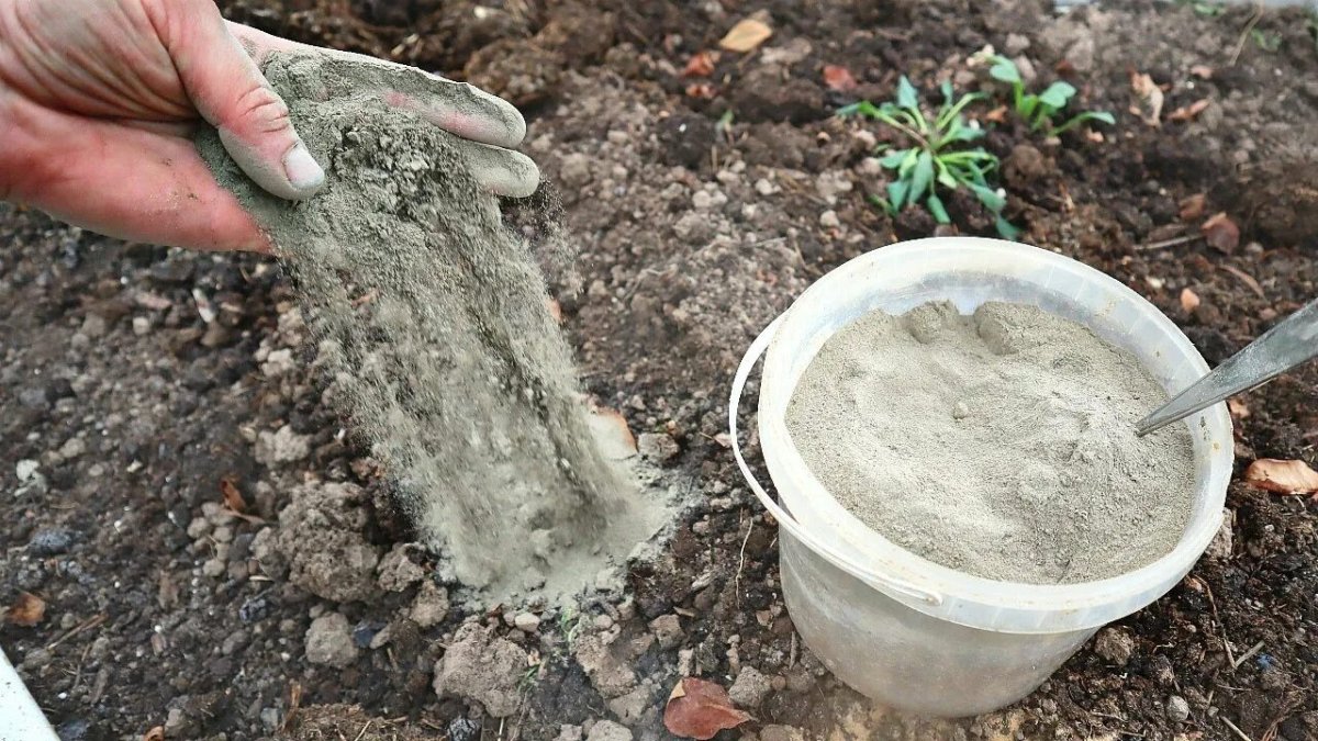 Огородник удобряет почву золой