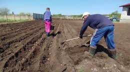 посадка картофеля